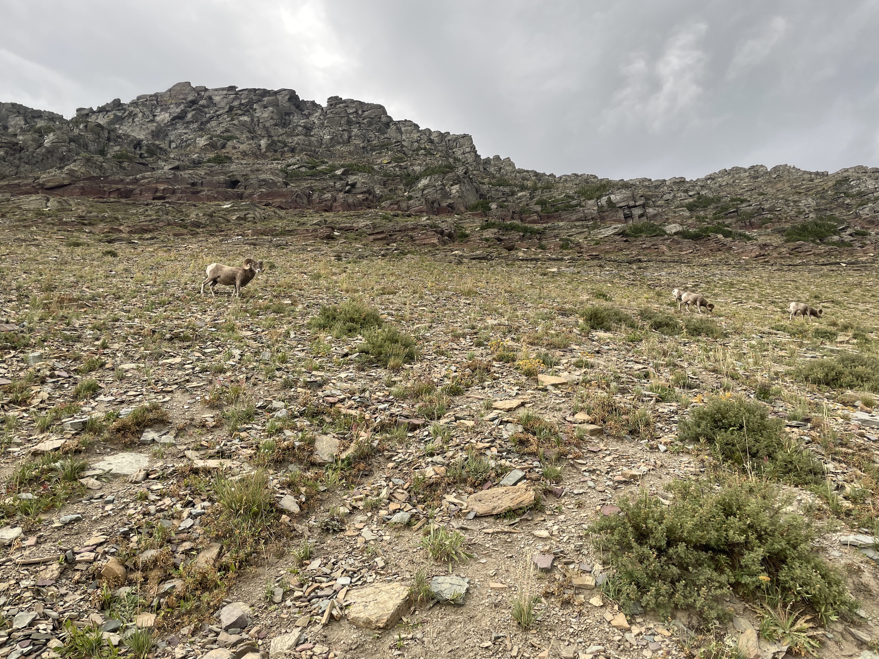 Bighorn Sheep