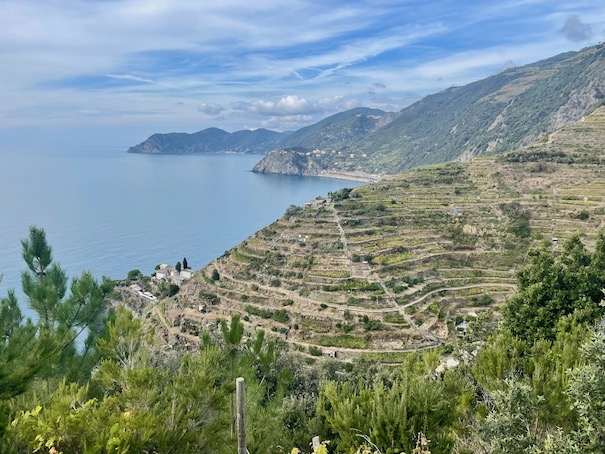 Terraces along Cinque Terre