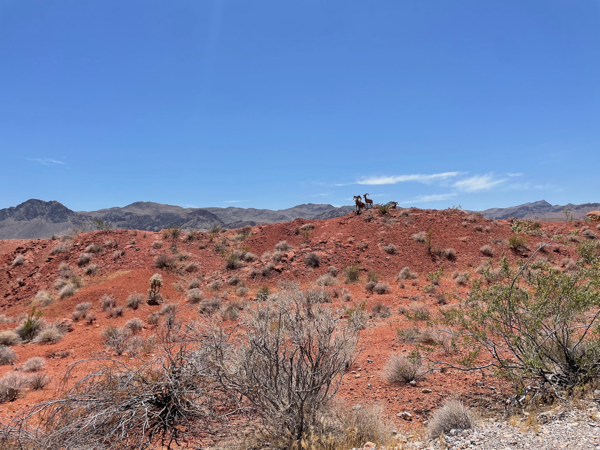 Bighorn Sheep in Valley of Fire State Park