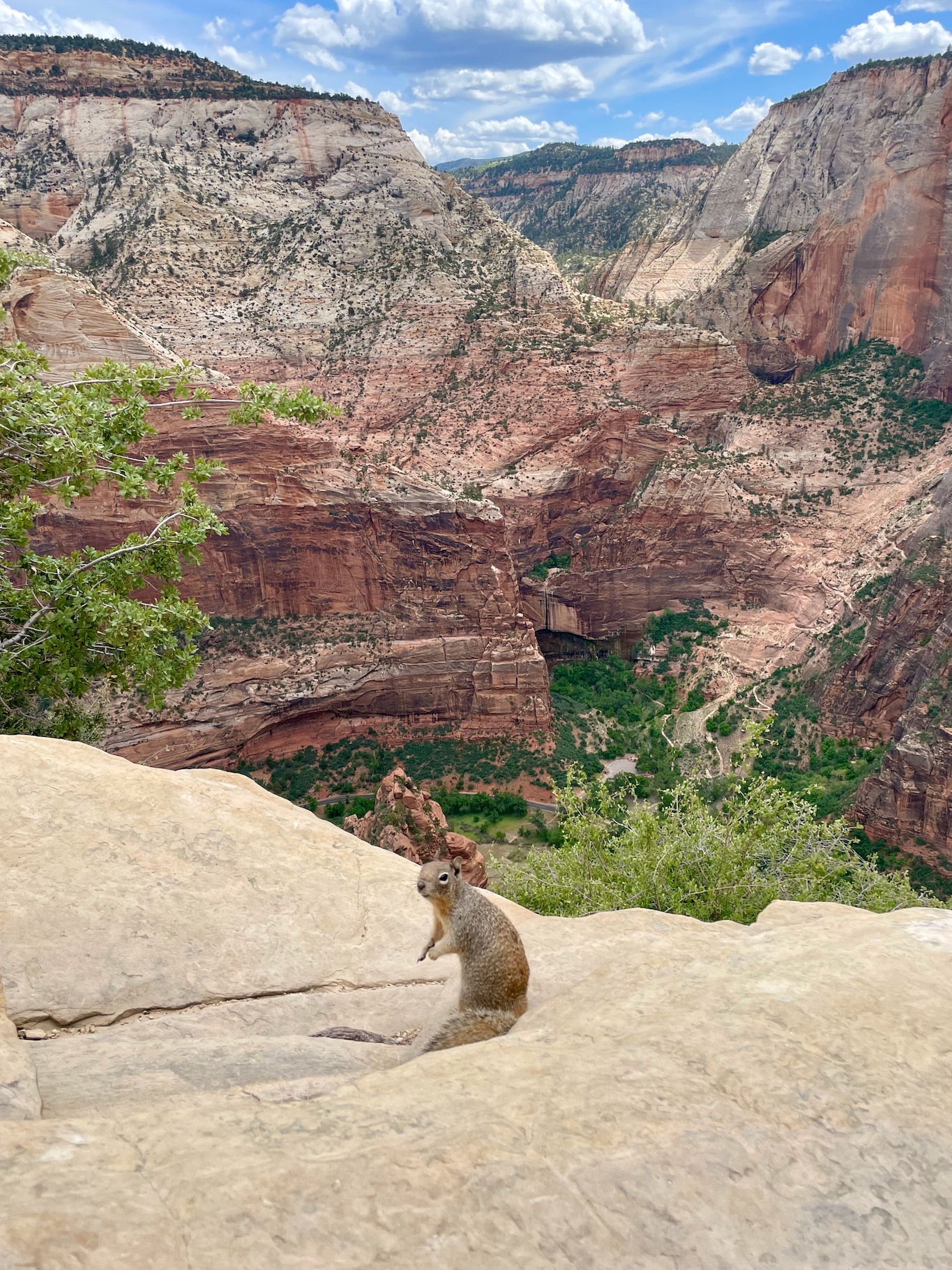 Squirrel at the top of Angel's Landing (don't feed them!)