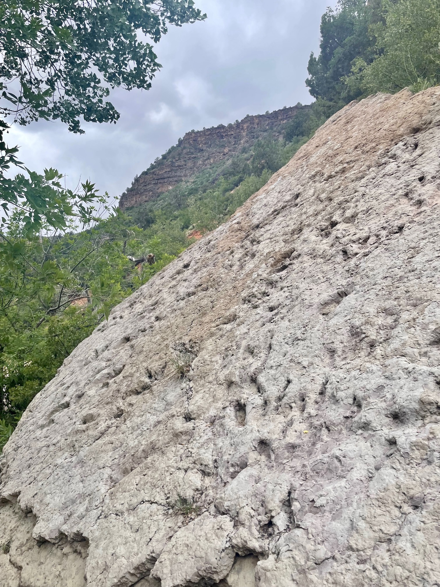 Dinosaur tracks on the rock