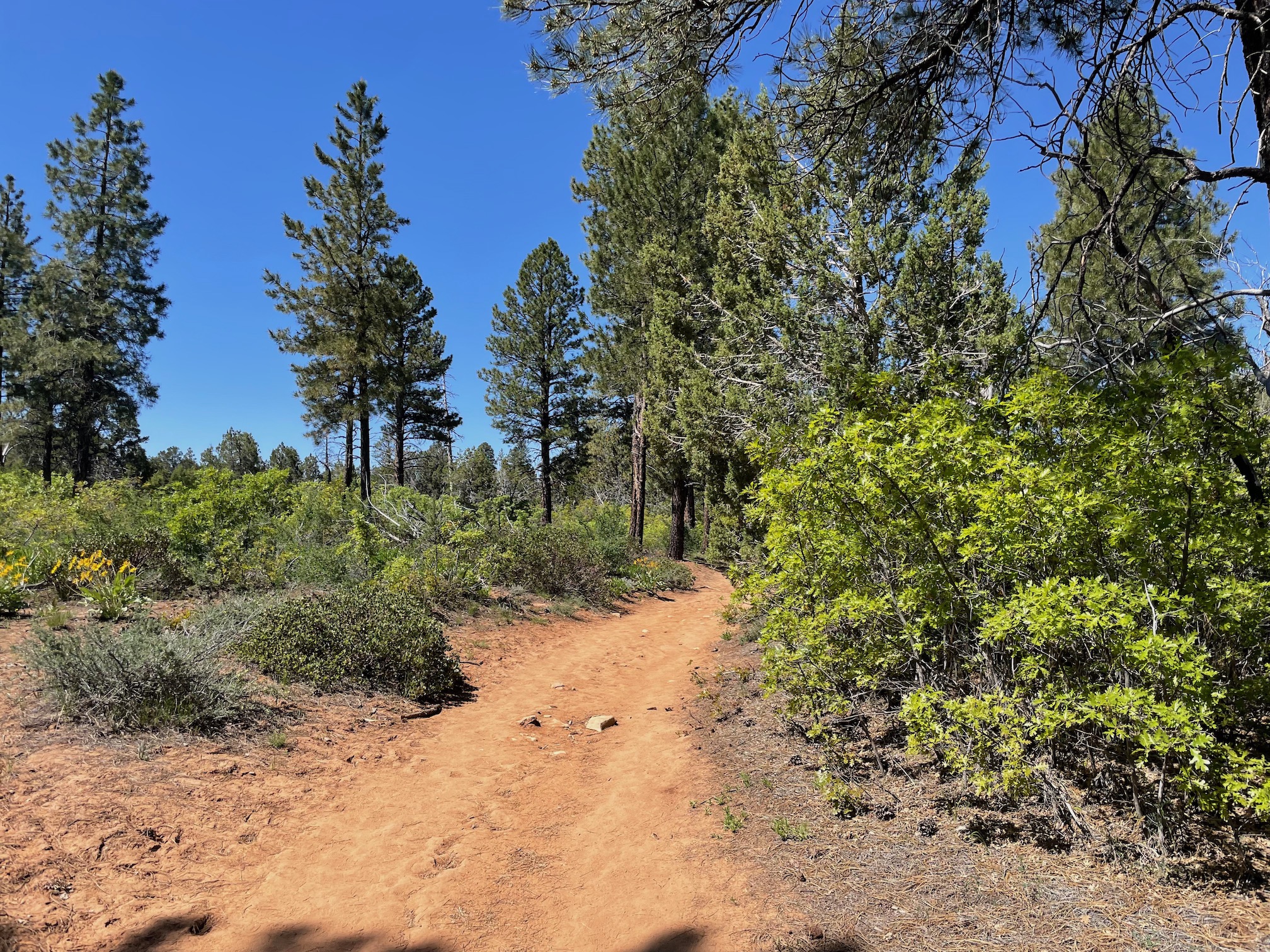 Beginning of Observation Point trail from East Mesa