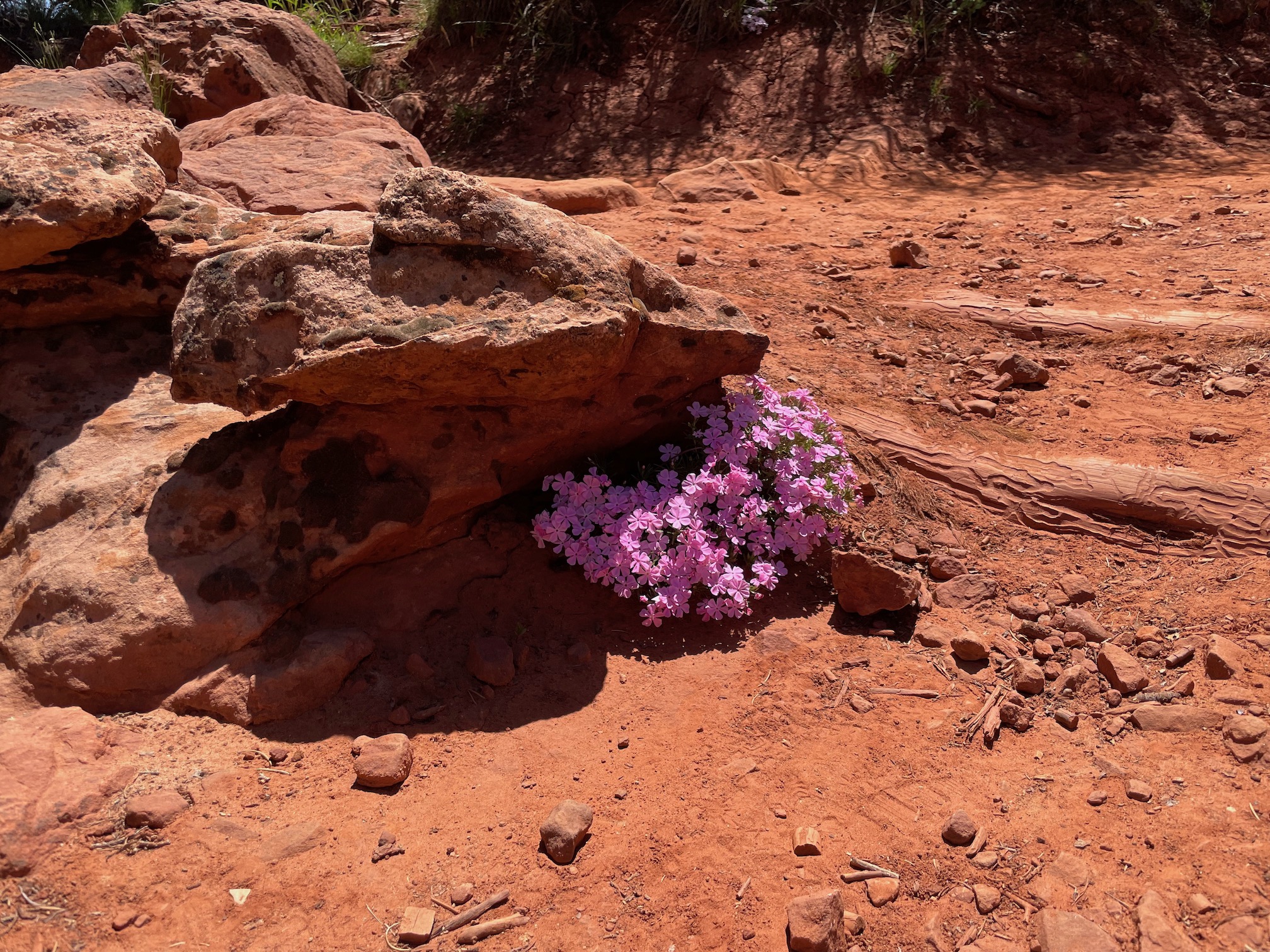 Viewpoint on the East Mesa trail, closer to Observation Point